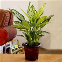 Top Các Loại Cây Cảnh Phong Thủy Trong Phòng Làm Việc Hiện Nay Top Các Loại Cây Cảnh Phong Thủy Trong Phòng Làm Việc Hiện Nay